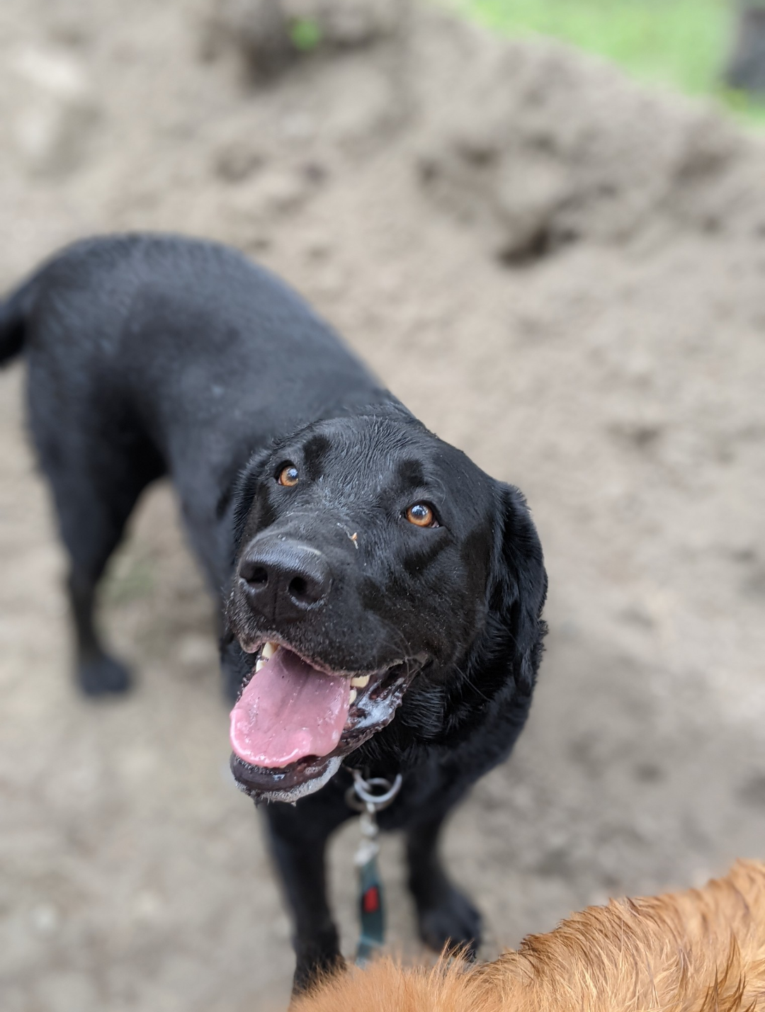 Happy black Labrador retriever with tongue out looking up at the camera