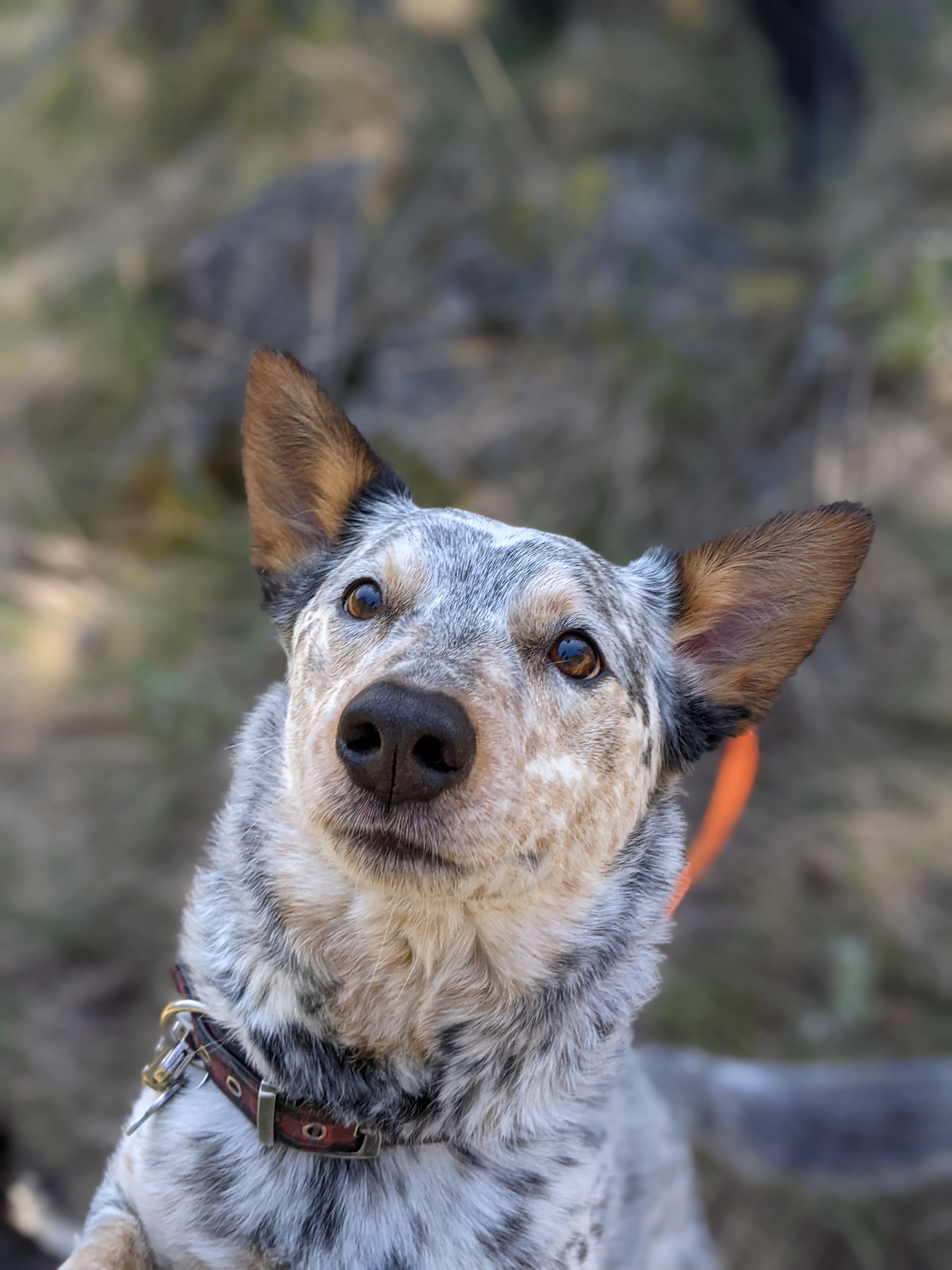 Close-up portrait of Booker, a blue speckled cattle dog with alert expression