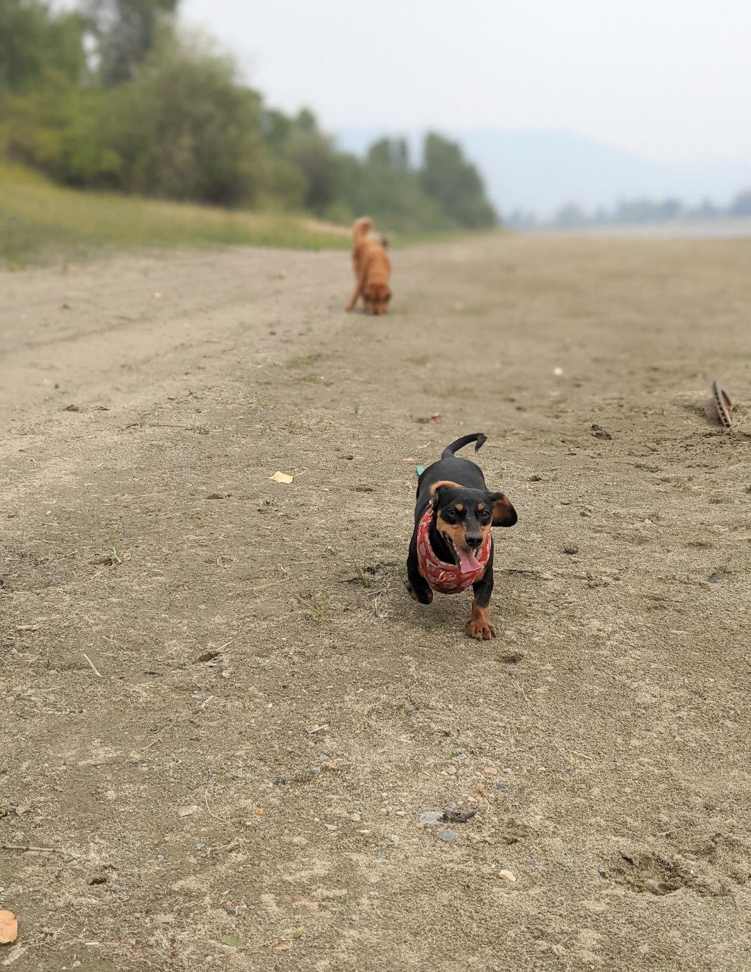 Clemmie the dachshund walking on a sandy beach with red bandana