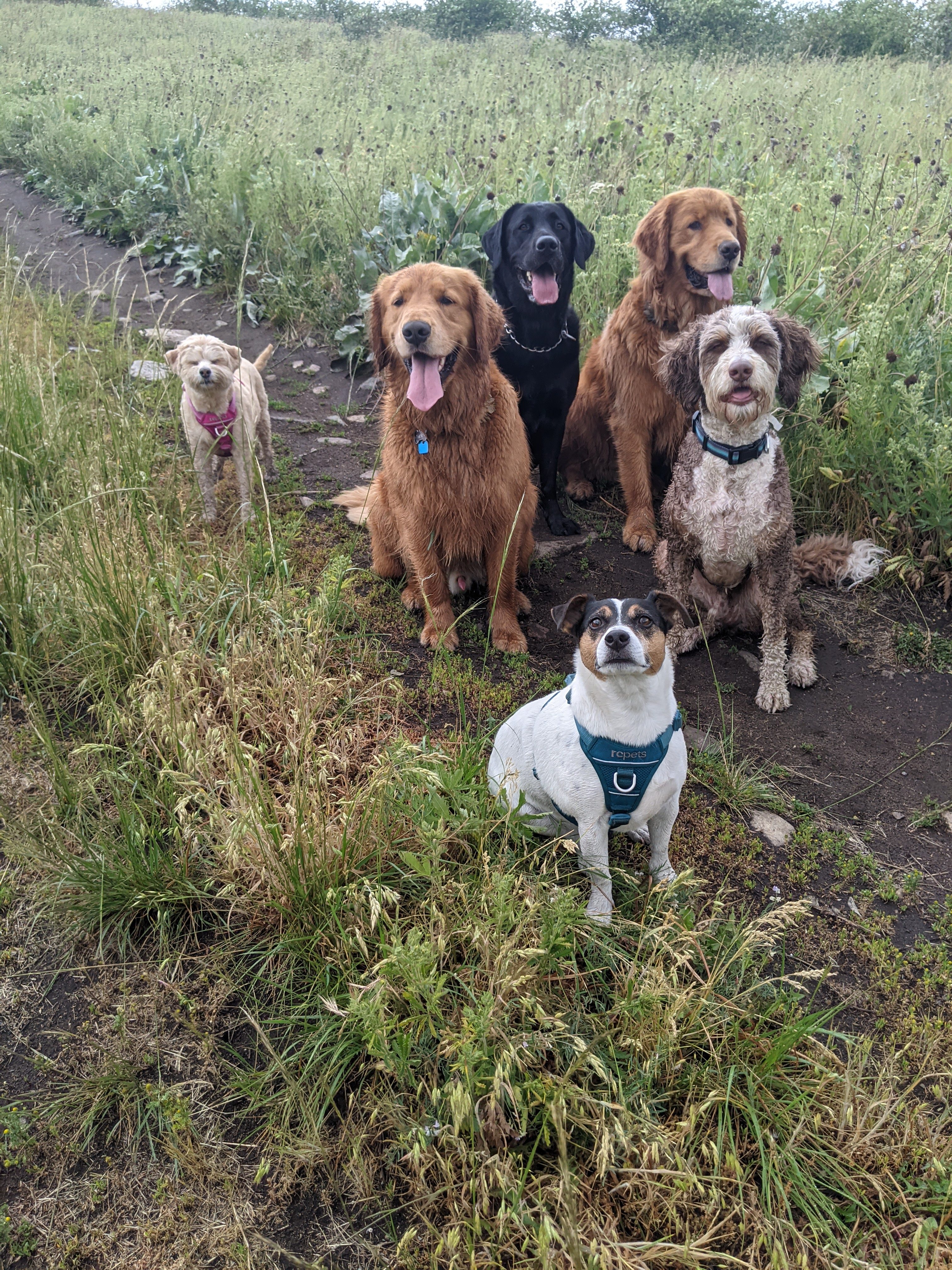 Beautiful family portrait of six dogs of various breeds and sizes - including golden retrievers, a black lab, a poodle mix, and terrier breeds - all sitting together on a natural trail surrounded by tall grass and wildflowers, showcasing the diverse and happy pack family