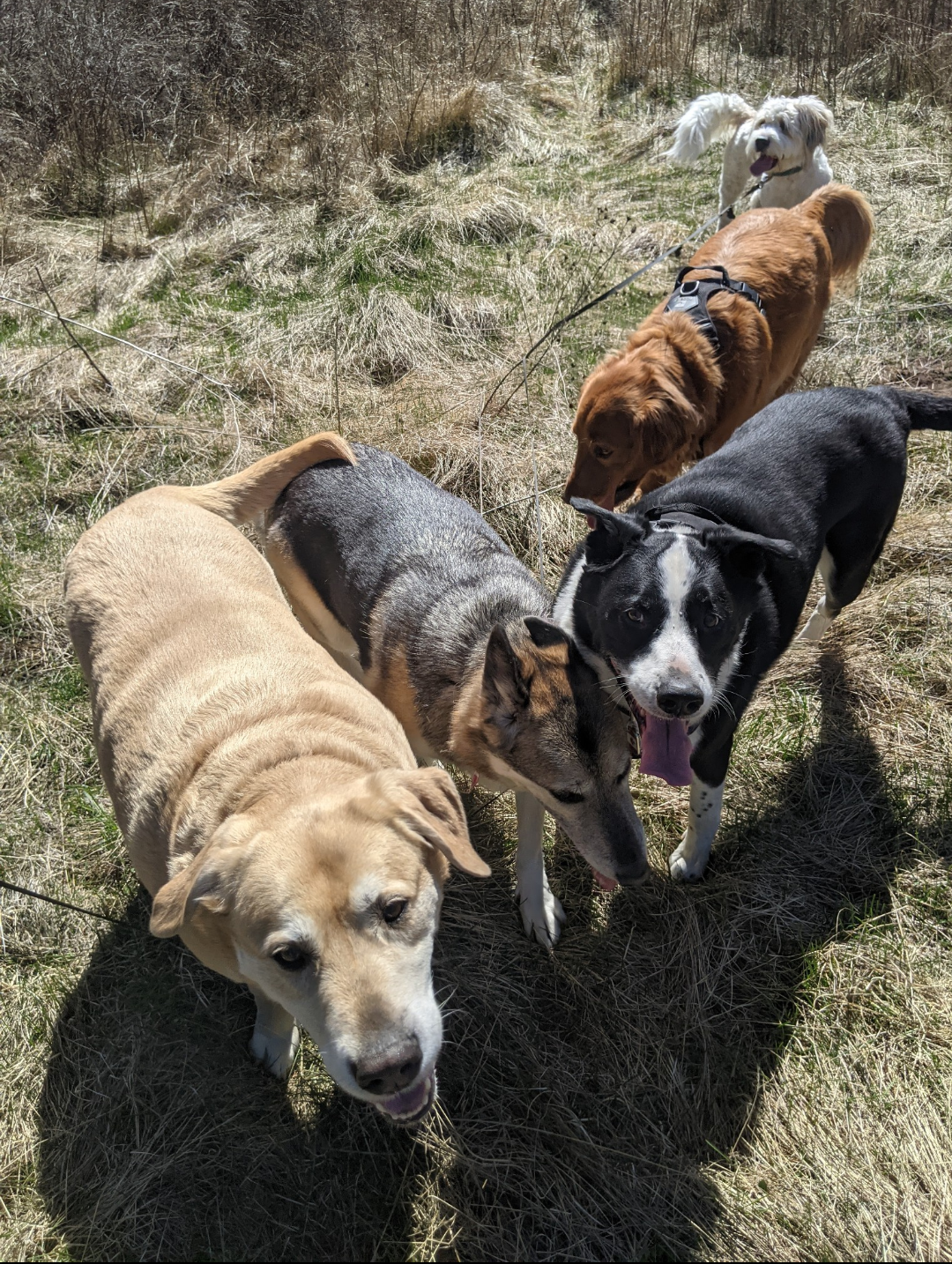 Group of five dogs gathered together on a grassy field looking at the camera