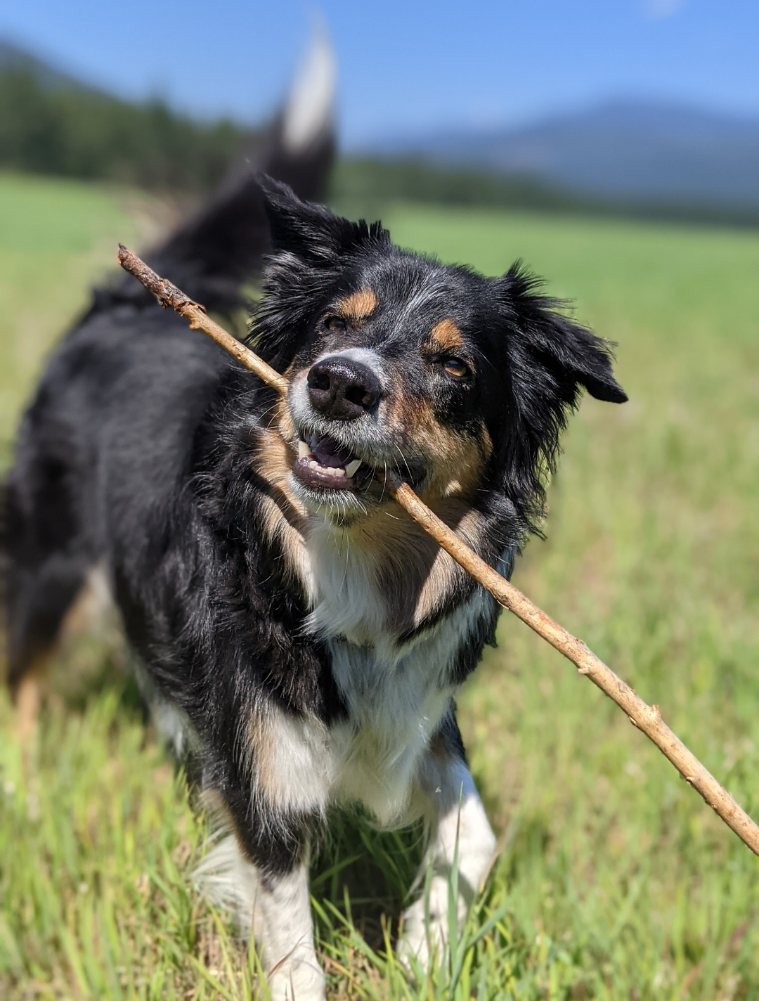 Dog proudly carrying a stick during a walk