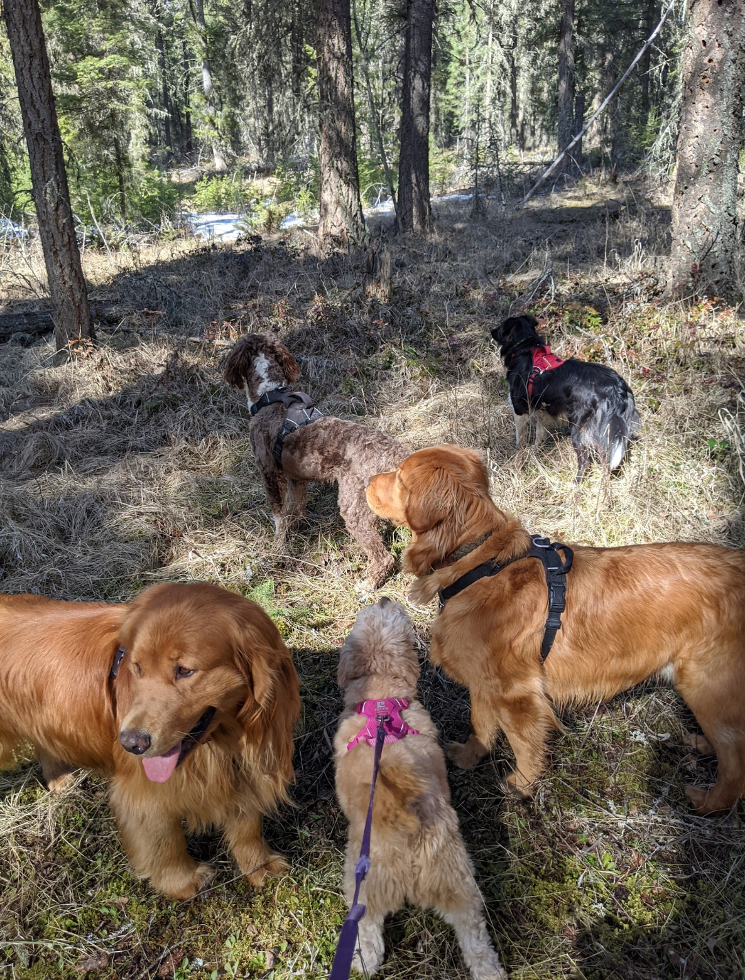 Group of five dogs exploring a pine forest together
