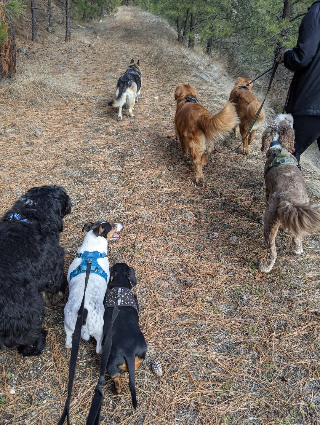 Large group of dogs on leashes walking together on a pine-covered forest trail