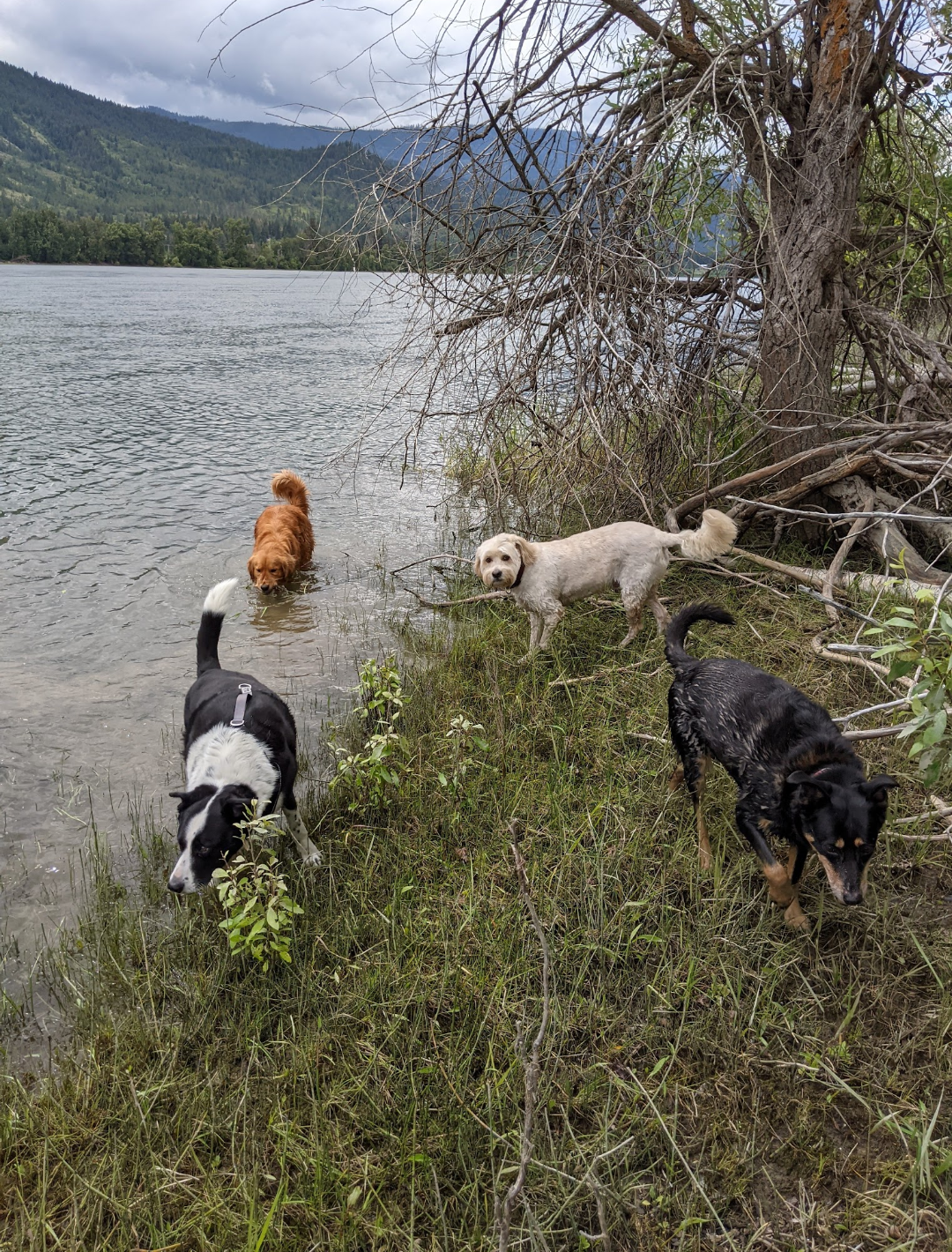 Four dogs exploring a lakeside with mountains in the background