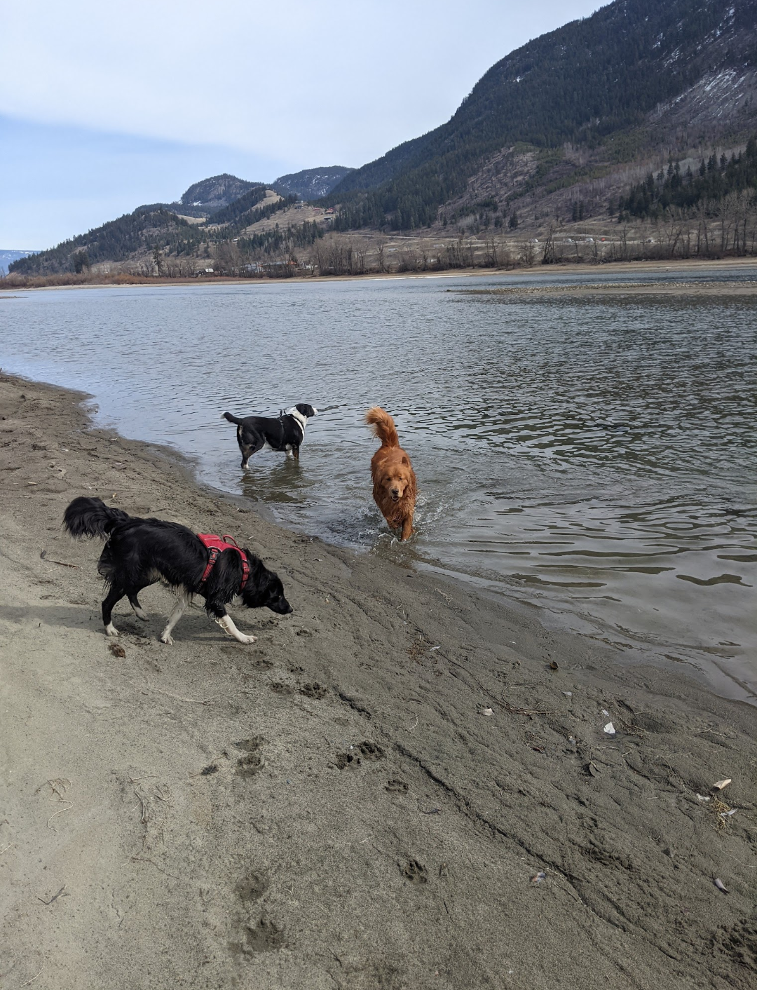 Three dogs at a mountain lake shoreline with beautiful mountain backdrop
