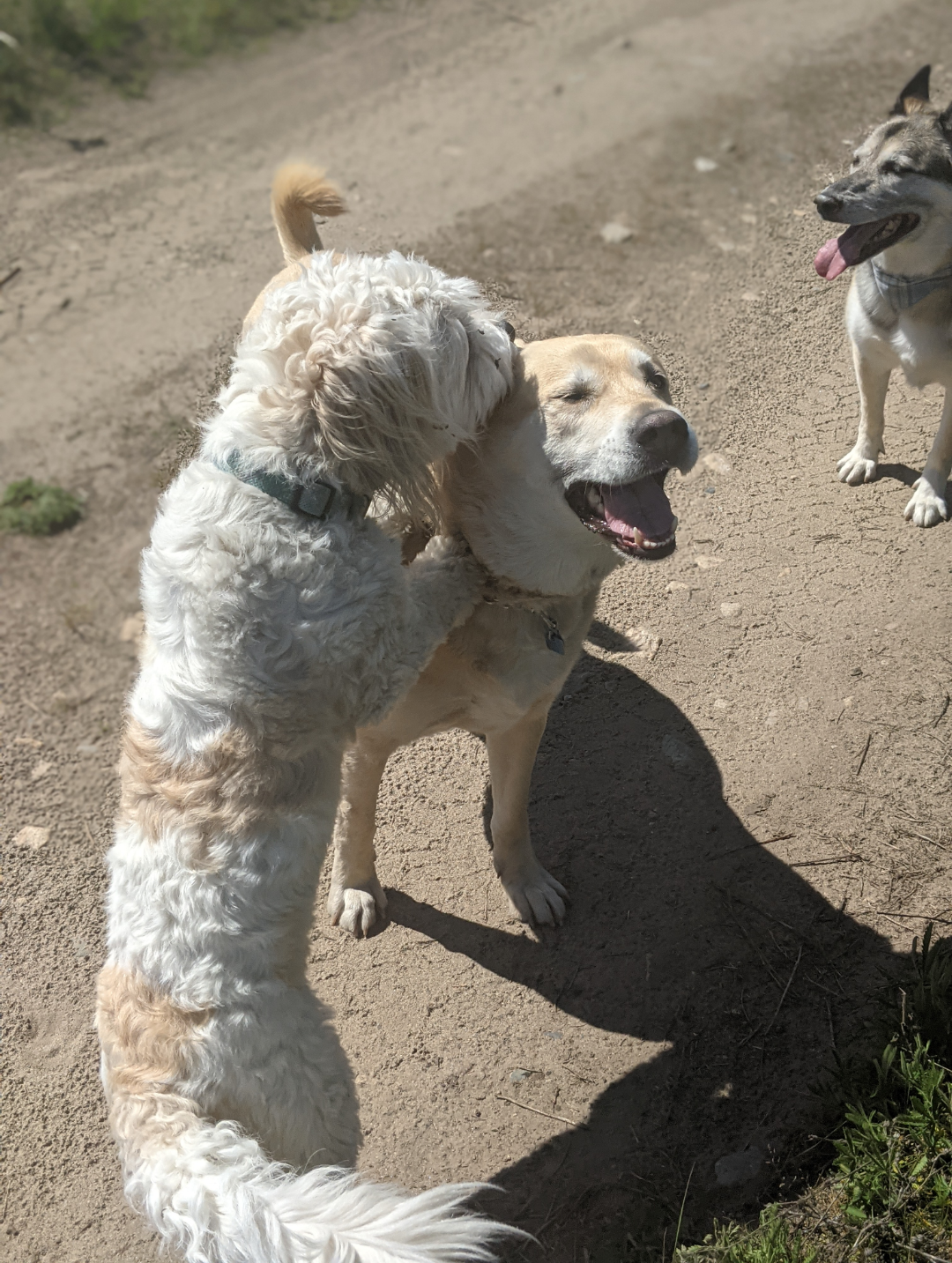 Dogs playing together during a walk