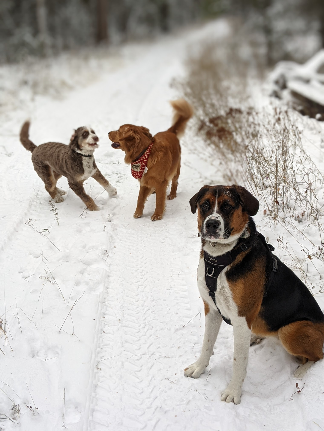 Three dogs posing on a snowy trail with tire tracks