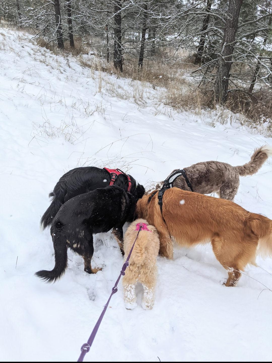 Dogs enjoying a winter walk in the snow
