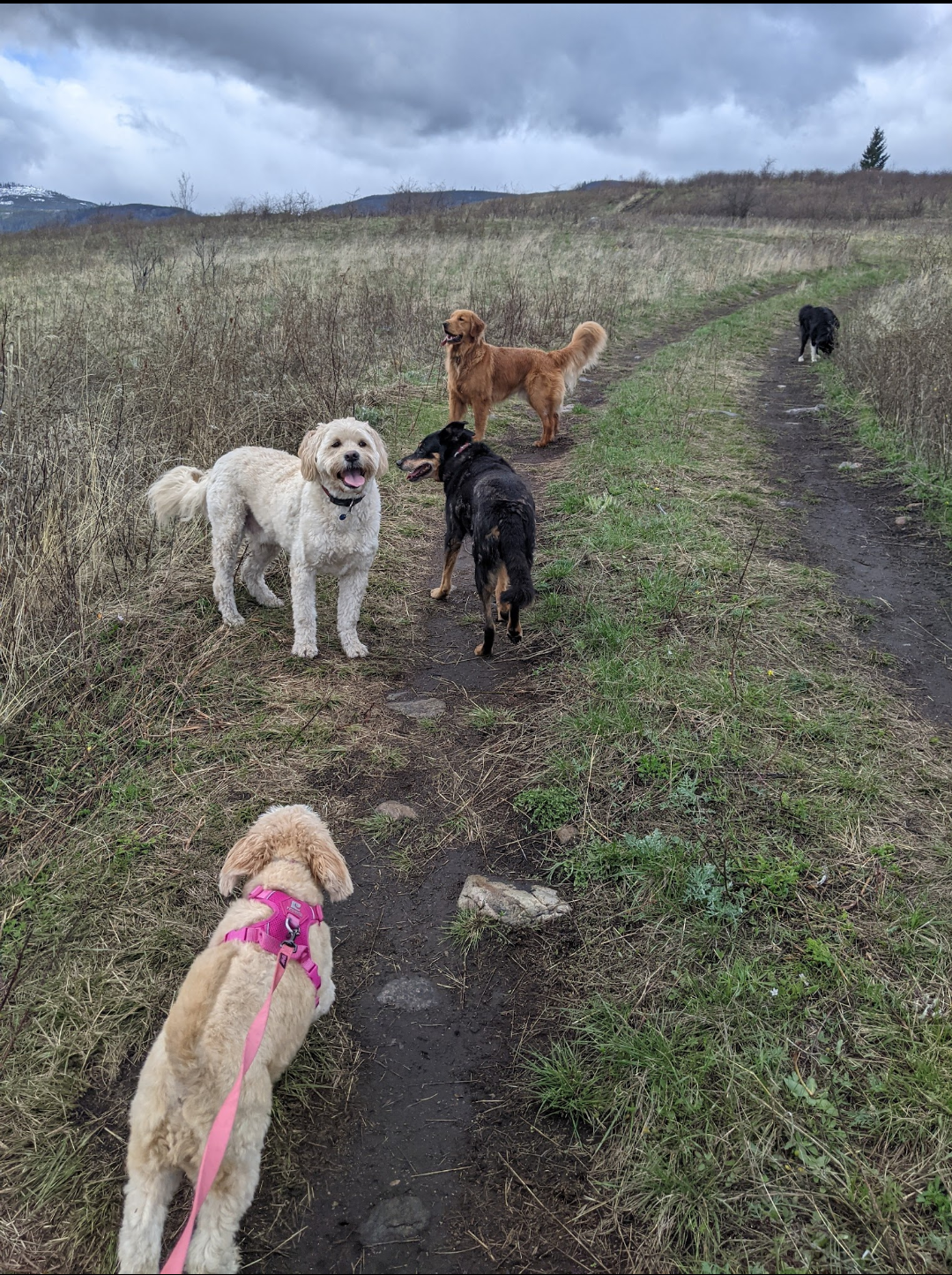 Dogs walking on a trail through a grassy hillside under cloudy skies