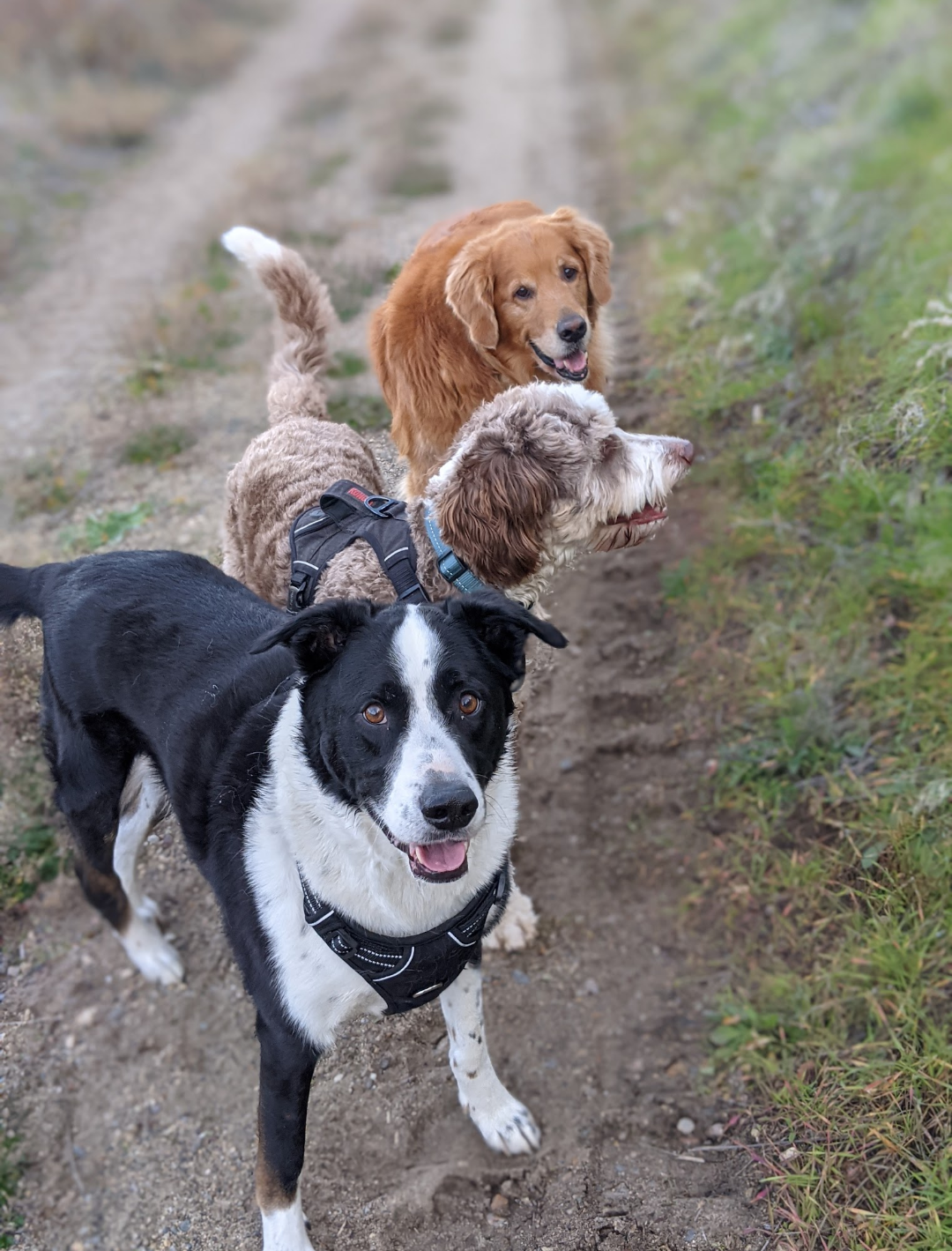Group of dogs on a trail walk