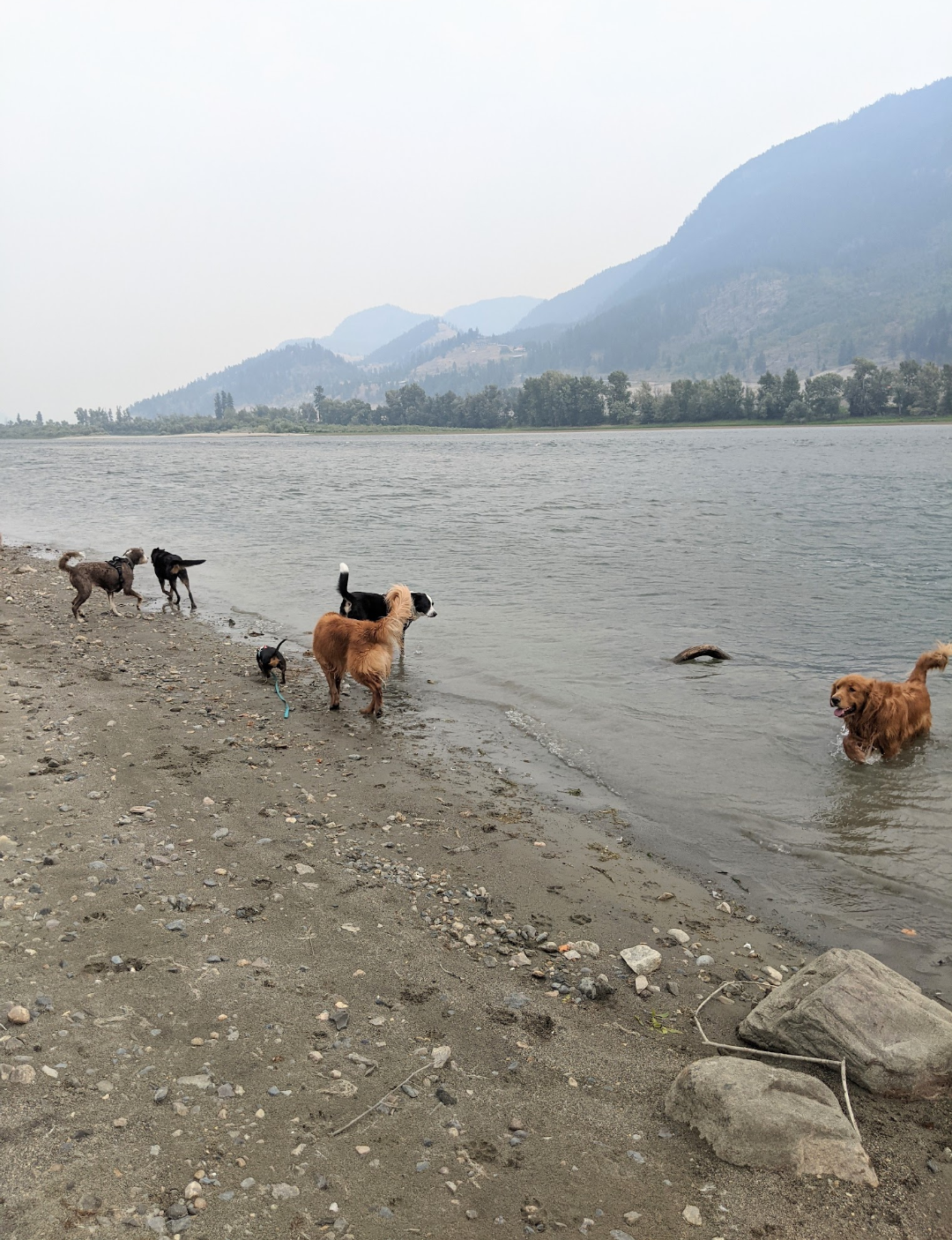 Dogs playing at the water's edge with mountains in the background