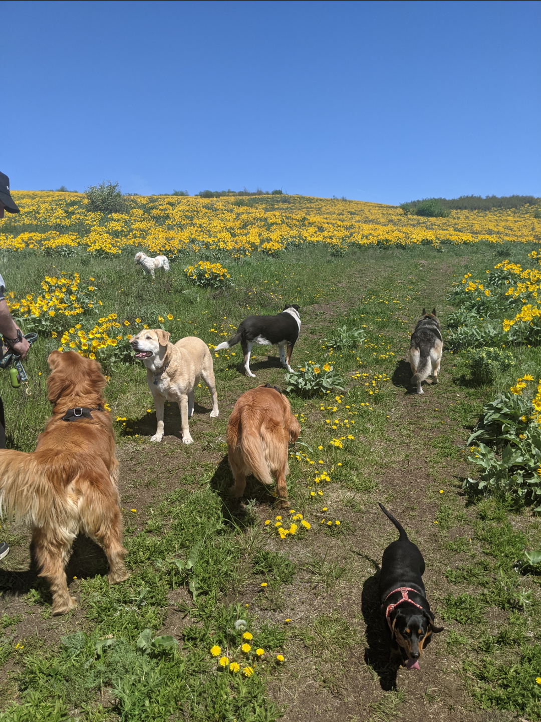 Dogs enjoying a hike through a field of beautiful yellow wildflowers on a sunny day