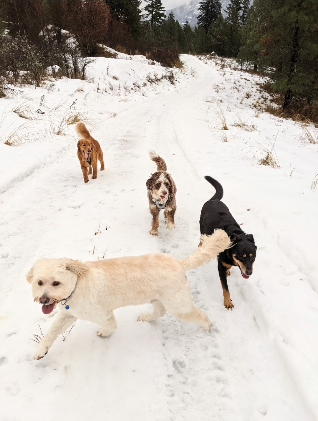 Four happy dogs running on a snowy forest trail during winter