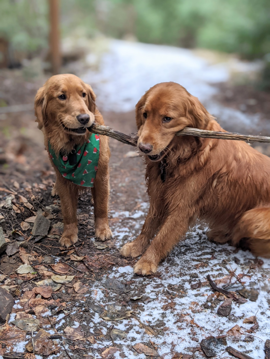 Two golden retrievers sharing a branch on a snowy trail