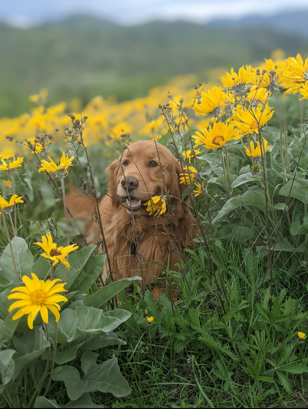 Harley the golden retriever sitting among bright yellow wildflowers with mountains in the background