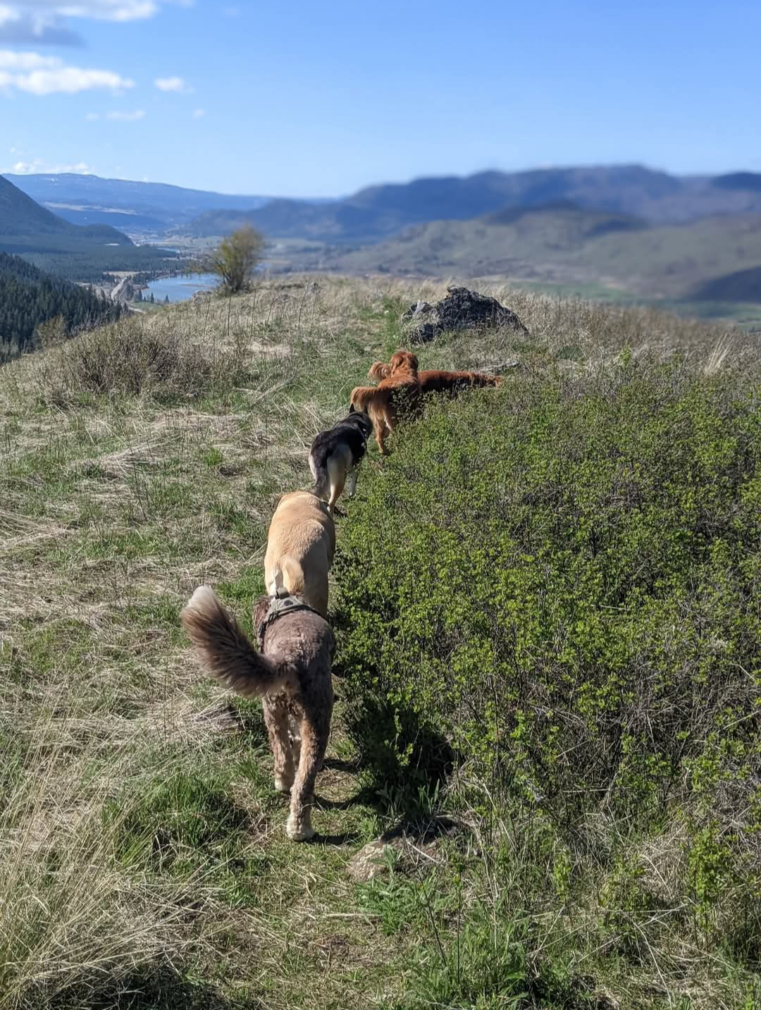 Dogs hiking on a mountain trail with beautiful valley views