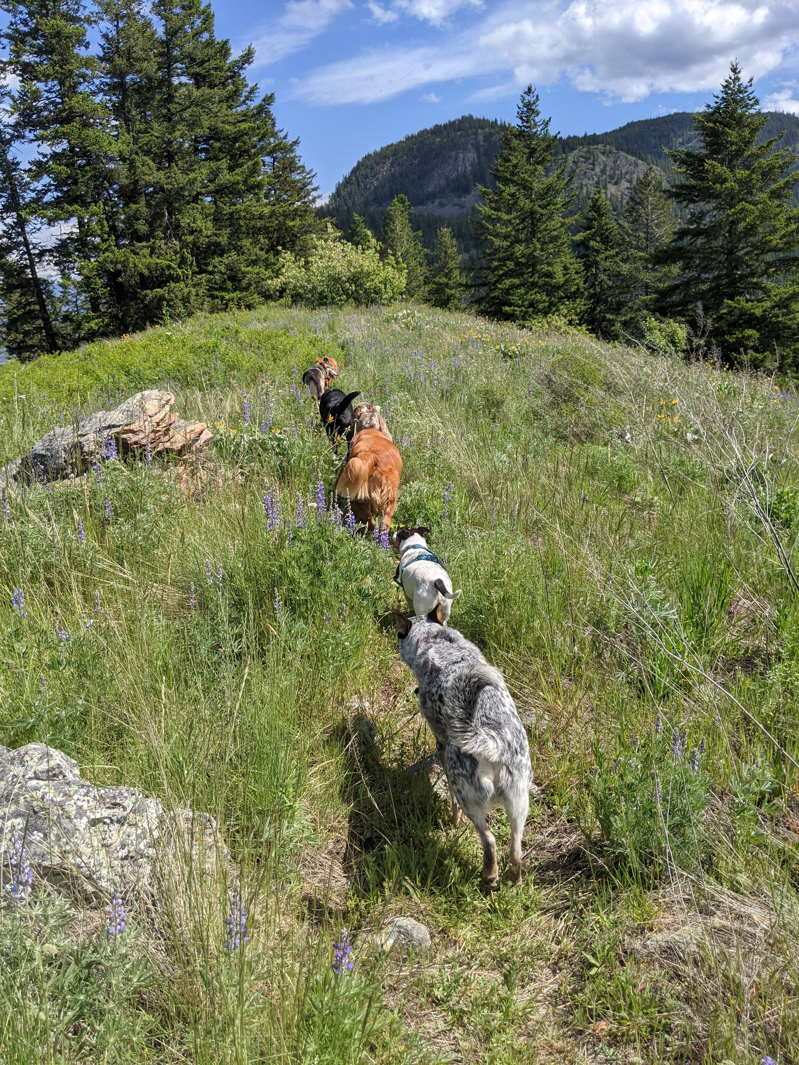 Dogs exploring a beautiful mountain meadow with wildflowers and mountain views in the background