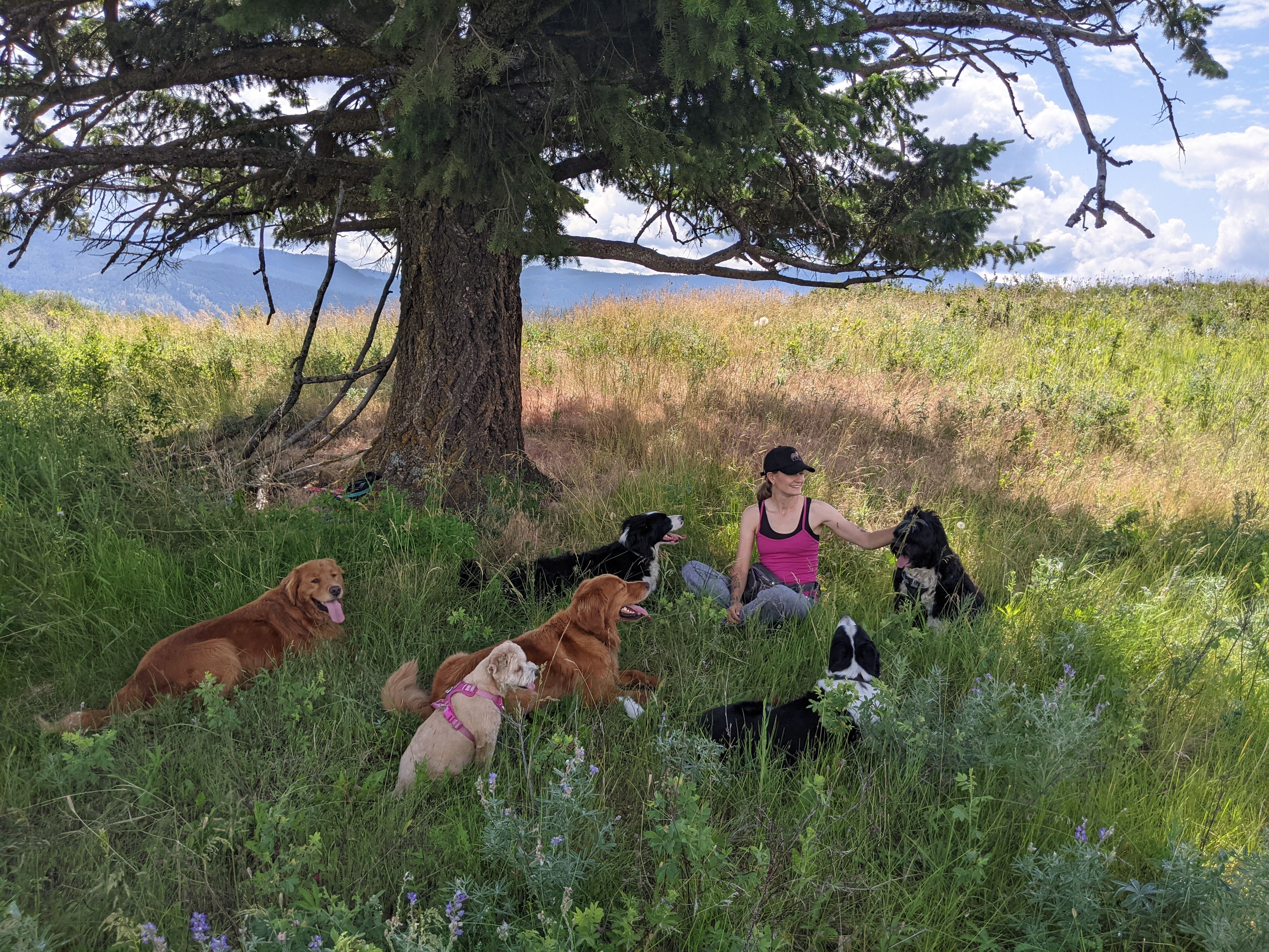 Jenny sitting peacefully in a beautiful meadow under a large tree, surrounded by a relaxed pack of dogs including golden retrievers and border collies, with purple wildflowers in the foreground and mountains in the background - capturing the zen, mindful approach of The Happy Pack adventures