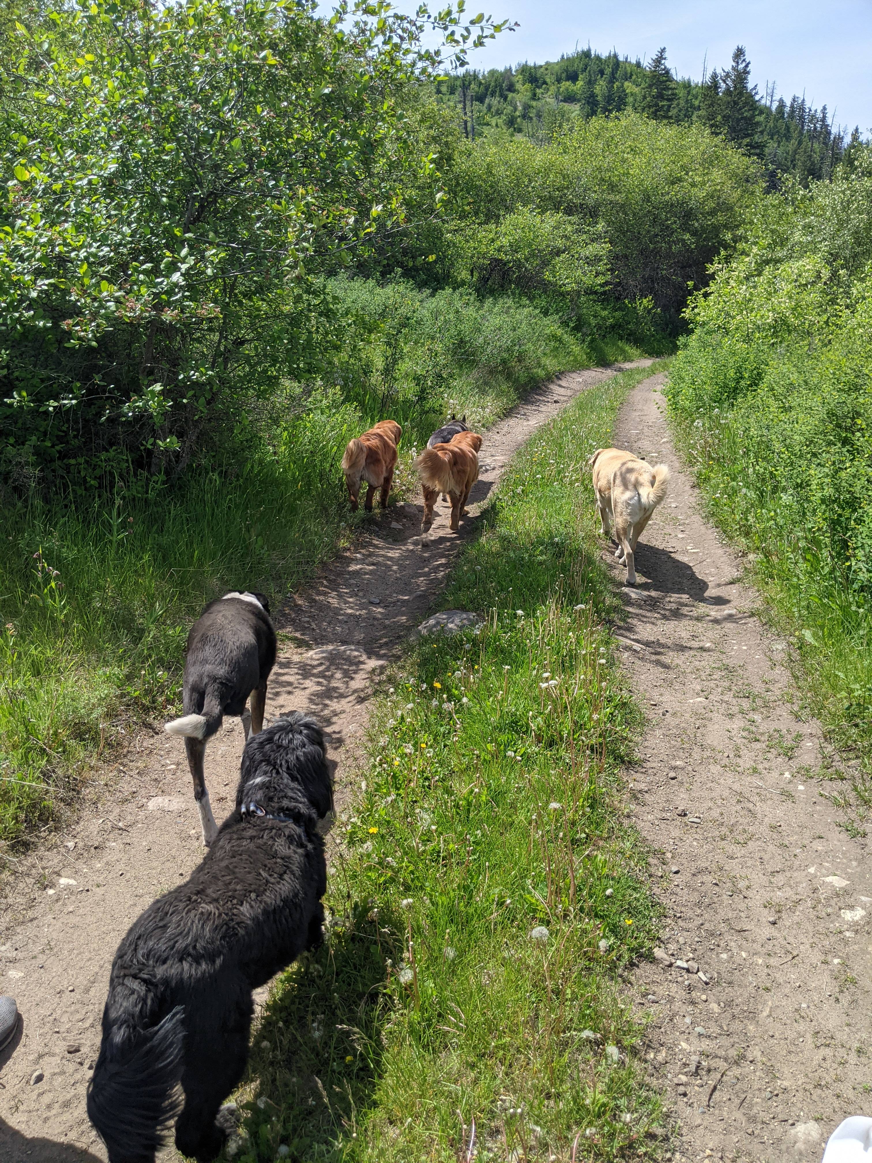 Dogs exploring a lush green trail with beautiful forest scenery and mountain views