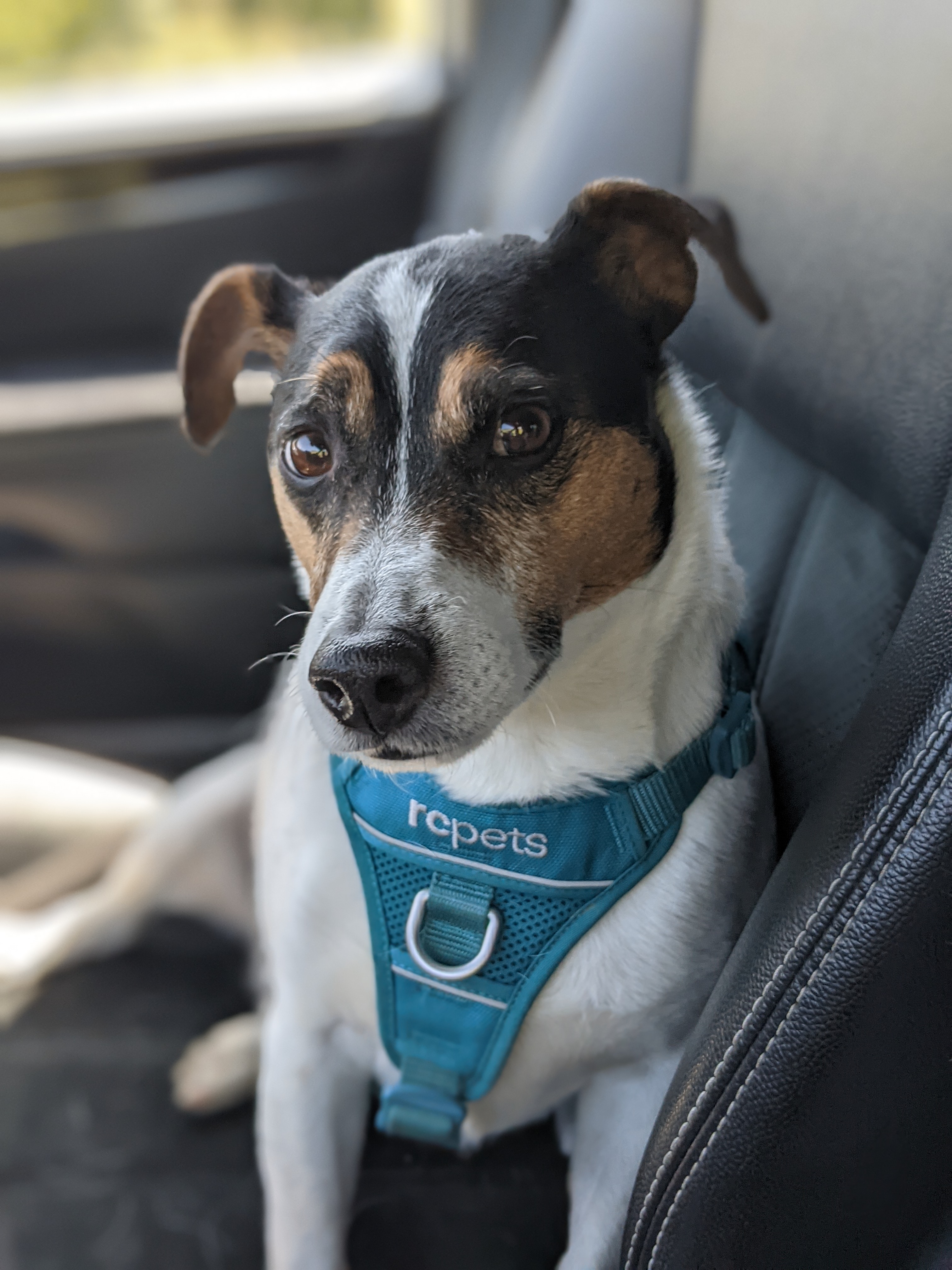 Close-up portrait of Remington, a Jack Russell Terrier mix with a teal harness sitting in a car