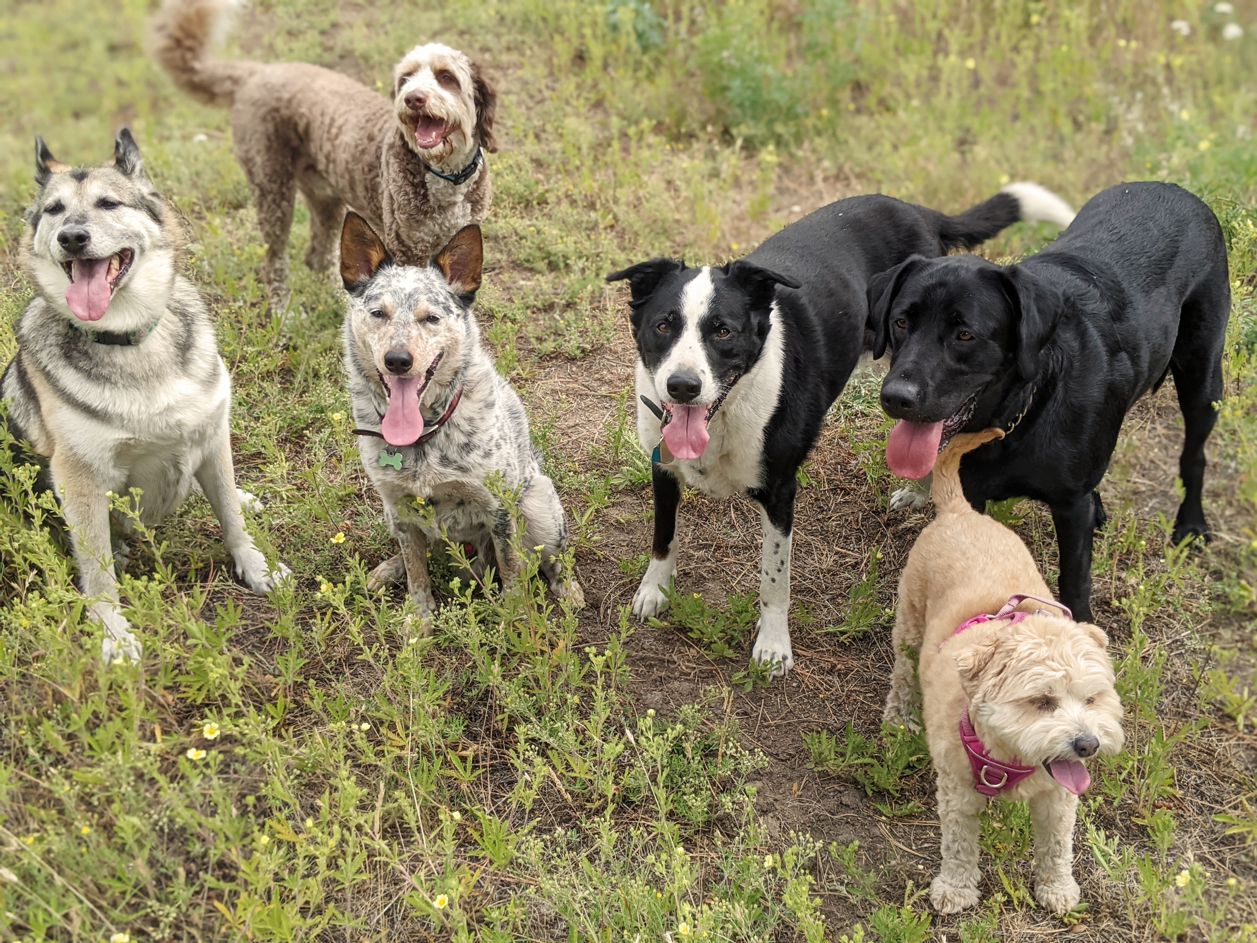 Six happy dogs of various breeds posing together on a dirt trail - including a husky, poodle mix, cattle dog, border collie, black lab, and small terrier mix, all with tongues out looking content after their adventure