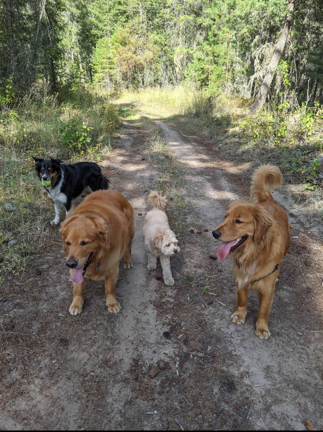 Four dogs on a forest trail - two goldens, a small white dog, and a border collie with a tennis ball