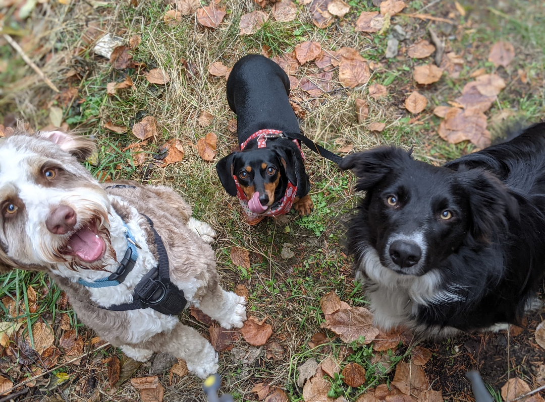 Three dogs looking up at the camera with Clemmie the dachshund in the middle