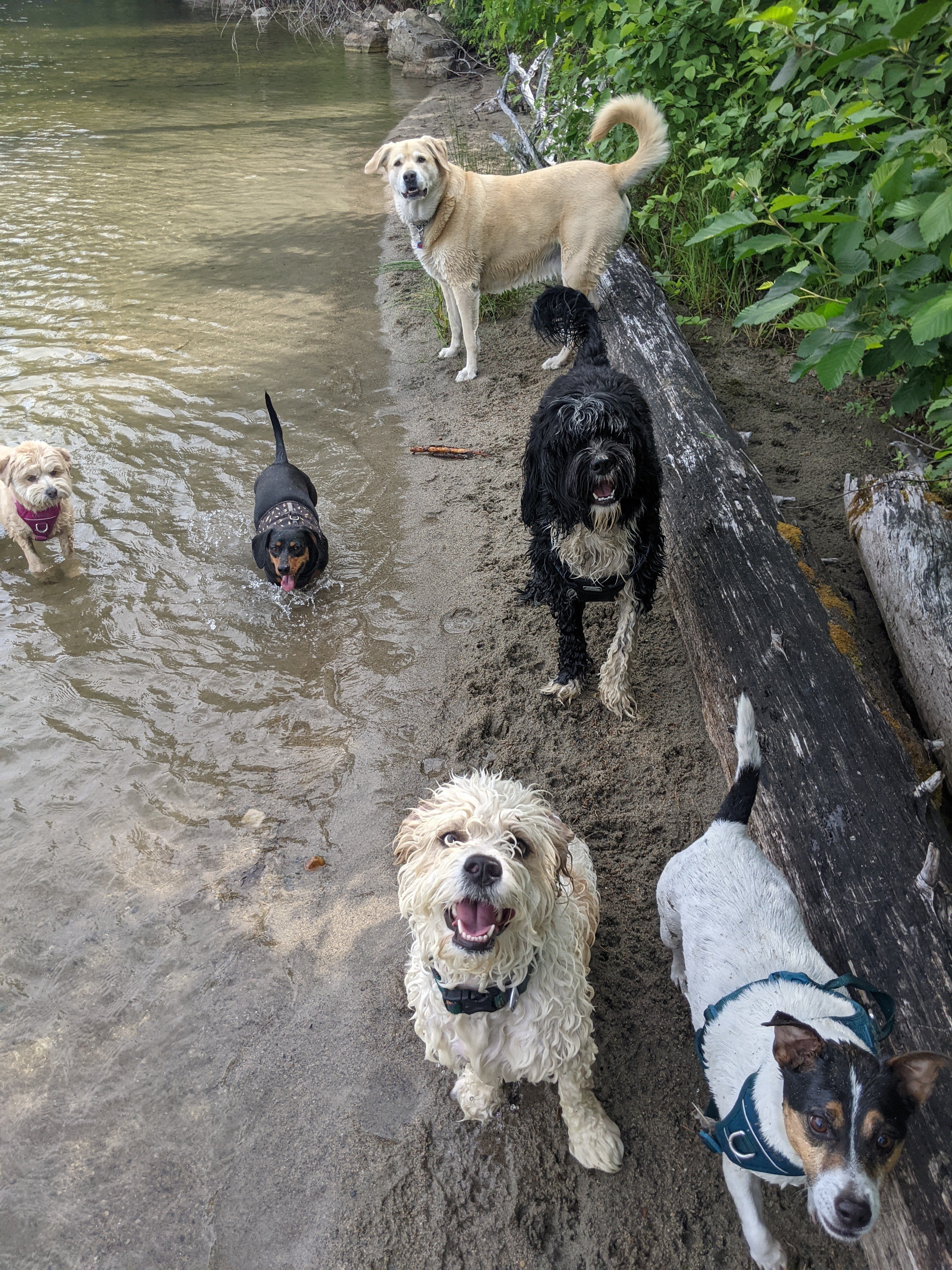 Happy pack of dogs enjoying water time - golden retriever on a log, dachshund in the water, shaggy black dog, excited poodle mix, and cattle dog all gathered around a natural water feature with lush green vegetation
