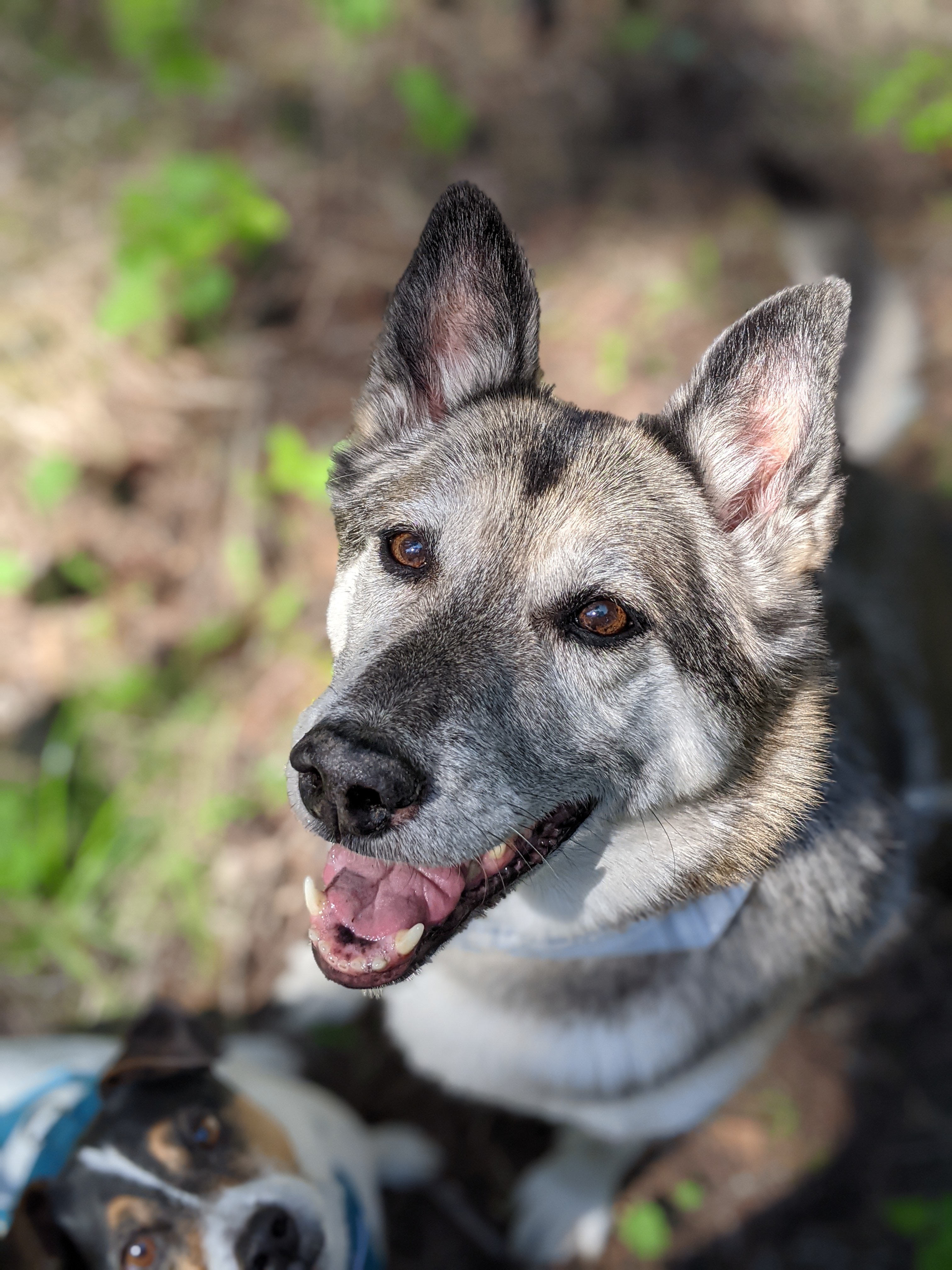 Close-up portrait of Xochitl, a beautiful German Shepherd with silver-gray coat